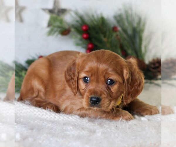 Medium Photo #3 Golden Retriever Puppy For Sale in LITITZ, PA, USA