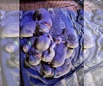 Small Photo #2 Weimaraner Puppy For Sale in WAVERLY, NY, USA