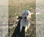 Small Photo #2 Poodle (Standard) Puppy For Sale in CALDWELL, ID, USA