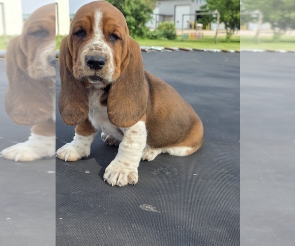 Medium Photo #6 Basset Hound Puppy For Sale in GREENLEAF, WI, USA