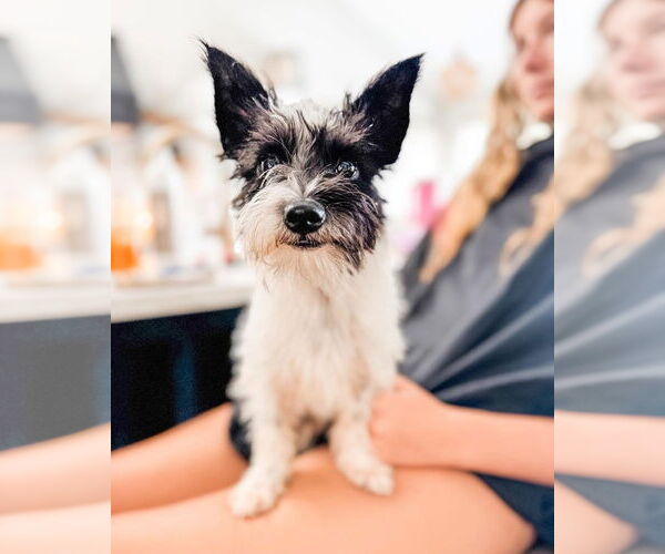 Medium Photo #2 Skye Terrier Puppy For Sale in Valrico, FL, USA
