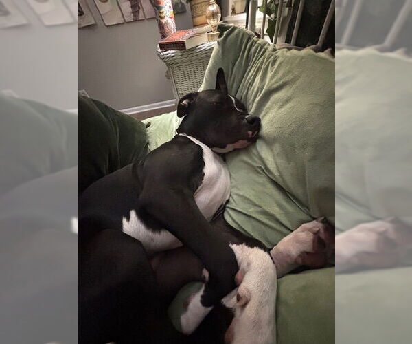 Medium Photo #4 Boxer-Unknown Mix Puppy For Sale in Candler, NC, USA