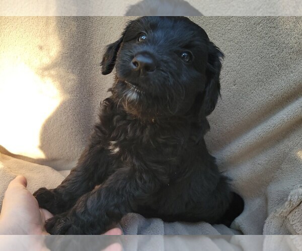 Medium Photo #30 Aussiedoodle Puppy For Sale in CONWAY, SC, USA