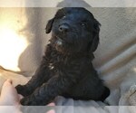 Small #3 Aussiedoodle