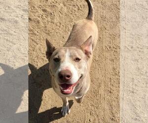 Tenor & Bass - Male Siberian Husky-Unknown Mix Dog for Adoption - Photo #4