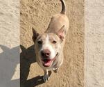 Small #3 Siberian Husky Mix