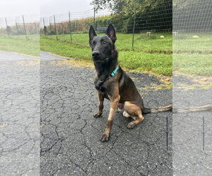 Hunter - Male Mutt Dog for Adoption - Photo #2