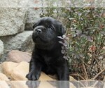 Small #1 Labrador Retriever