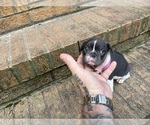 Small #2 French Bulldog