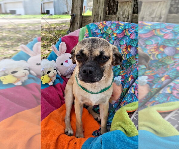 Medium Photo #4 Puggat Puppy For Sale in Missouri City, TX, USA