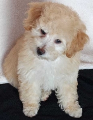 Poodle (Toy) Puppy for sale in GALESBURG, MI, USA