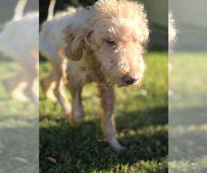 Gracie (GA) - Female Mutt Dog for Adoption - Photo #2