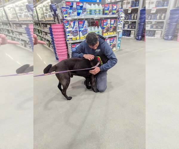 Medium Photo #3 Mutt Puppy For Sale in Woodbury, NY, USA