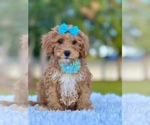 Goldendoodle (Miniature) Puppy for sale in FROSTPROOF, FL, USA