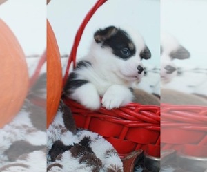 Pembroke Welsh Corgi Puppy for sale in PENNINGTN GAP, VA, USA