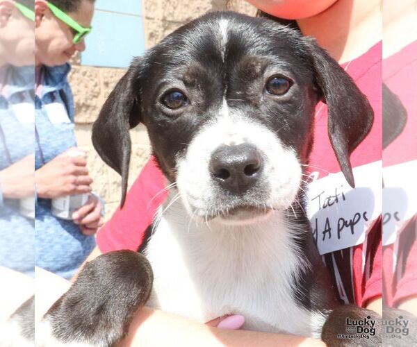 Medium Photo #3 Labrador Retriever-Unknown Mix Puppy For Sale in Washington, DC, USA