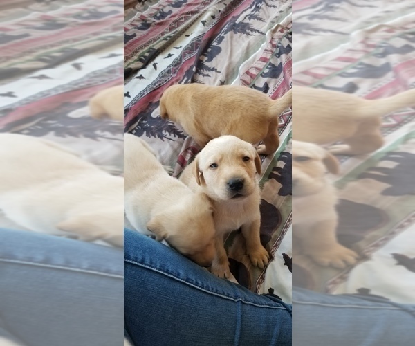 Medium Photo #8 Labrador Retriever Puppy For Sale in CHICORA, PA, USA