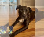 Small #2 American Pit Bull Terrier-Labrador Retriever Mix