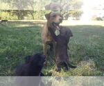 Small #4 Labrador Retriever Mix