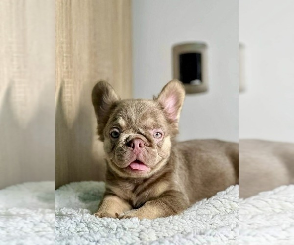 Medium Photo #7 French Bulldog Puppy For Sale in AGOURA HILLS, CA, USA