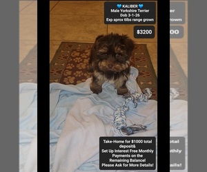 Yorkshire Terrier Puppy for sale in TUCSON, AZ, USA