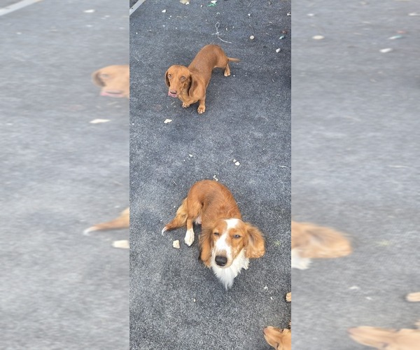 Medium Photo #8 Dachshund Puppy For Sale in COMMERCE, TX, USA