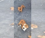 Peanut - Female Dachshund Puppy for Sale - Photo #8