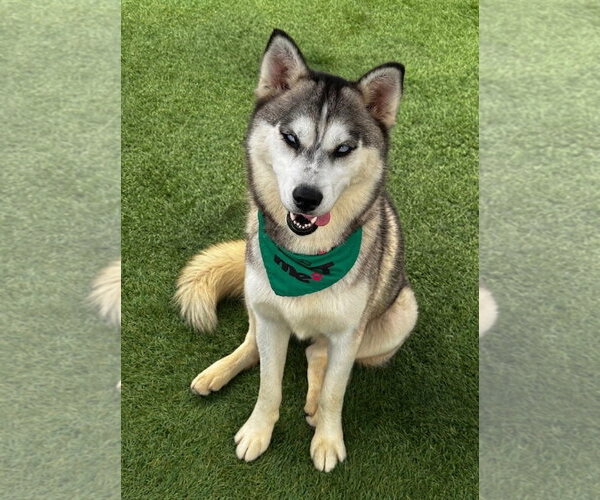 Medium Photo #3 Alusky Puppy For Sale in Newport Beach, CA, USA
