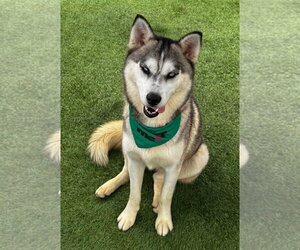 Baja - Female Alusky Dog for Adoption - Photo #3