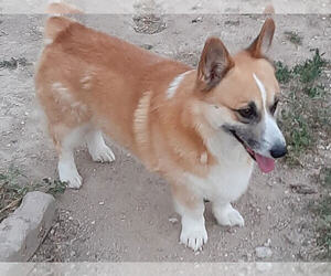 Father of the Pembroke Welsh Corgi puppies born on 07/12/2021