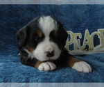 Small Photo #13 Bernese Mountain Dog Puppy For Sale in CLARE, MI, USA