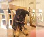 Small Photo #5 German Shepherd Dog Puppy For Sale in TONOPAH, AZ, USA