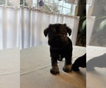 Small #16 Schnauzer (Miniature)