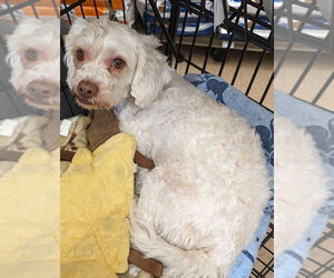 Maltipoo Dogs for adoption in San Bernardino, CA, USA