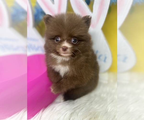 Medium Photo #5 Pomeranian Puppy For Sale in BRENTWOOD, CA, USA