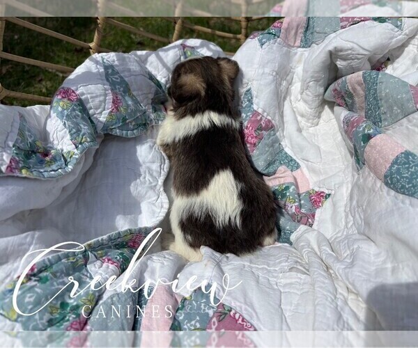 Medium Photo #9 Schnauzer (Miniature) Puppy For Sale in NIANGUA, MO, USA