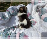 Small #8 Schnauzer (Miniature)