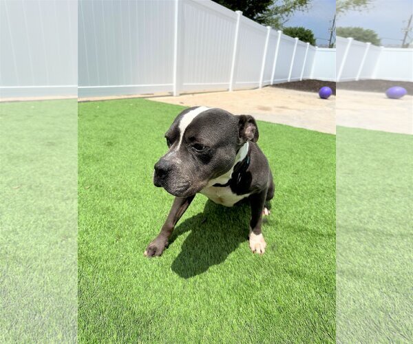 Medium Photo #4 American Pit Bull Terrier-American Staffordshire Terrier Mix Puppy For Sale in Dallas, TX, USA