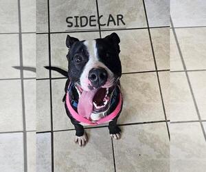 SIDECAR - Male American Pit Bull Terrier-Unknown Mix Dog for Adoption - Photo #5