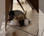 Small #3 Mutt