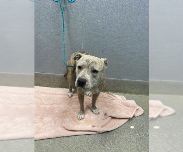 Medium Photo #1 Mutt Puppy For Sale in Las Vegas, NV, USA