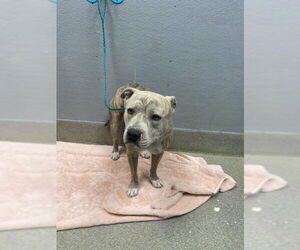 Mutt Dogs for adoption in Las Vegas, NV, USA