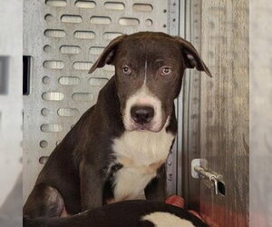 American Staffordshire Terrier-Unknown Mix Dogs for adoption in San Antonio, TX, USA