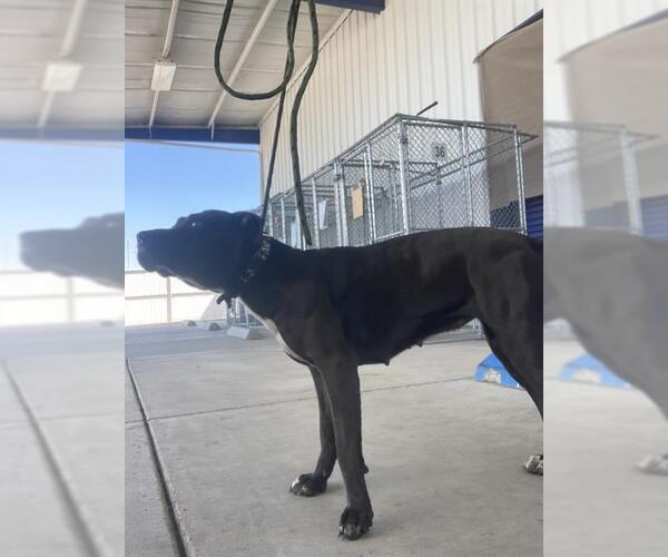 Medium Photo #1 Mutt Puppy For Sale in Bakersfield, CA, USA