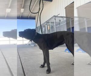 Mutt Dogs for adoption in Bakersfield, CA, USA