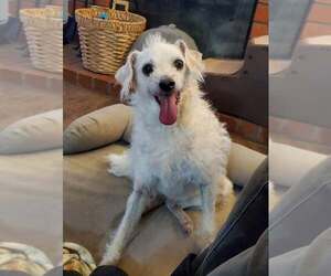 Jack Russell Terrier-Poodle (Standard) Mix Dogs for adoption in Temecula, CA, USA