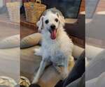 Small Jack Russell Terrier-Poodle (Standard) Mix