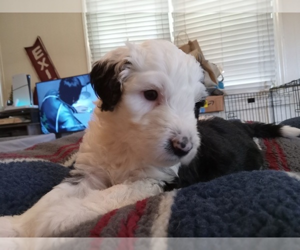 Medium Photo #1 Sheepadoodle Puppy For Sale in WARSAW, VA, USA