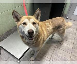 Siberian Husky-Unknown Mix Dogs for adoption in Grand Prairie, TX, USA