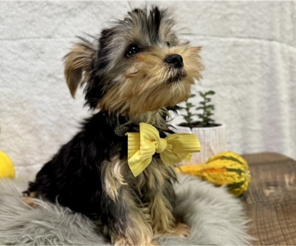 Medium Photo #5 Yorkshire Terrier Puppy For Sale in NAPPANEE, IN, USA